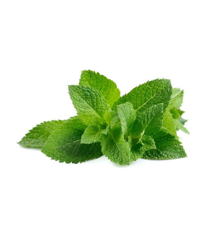 Mint - Pudina (1)