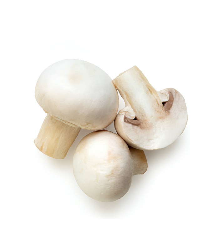 Mushroom (1)