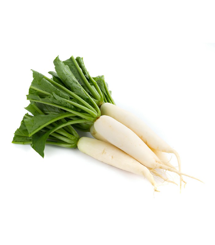 Radish - Mula (1)