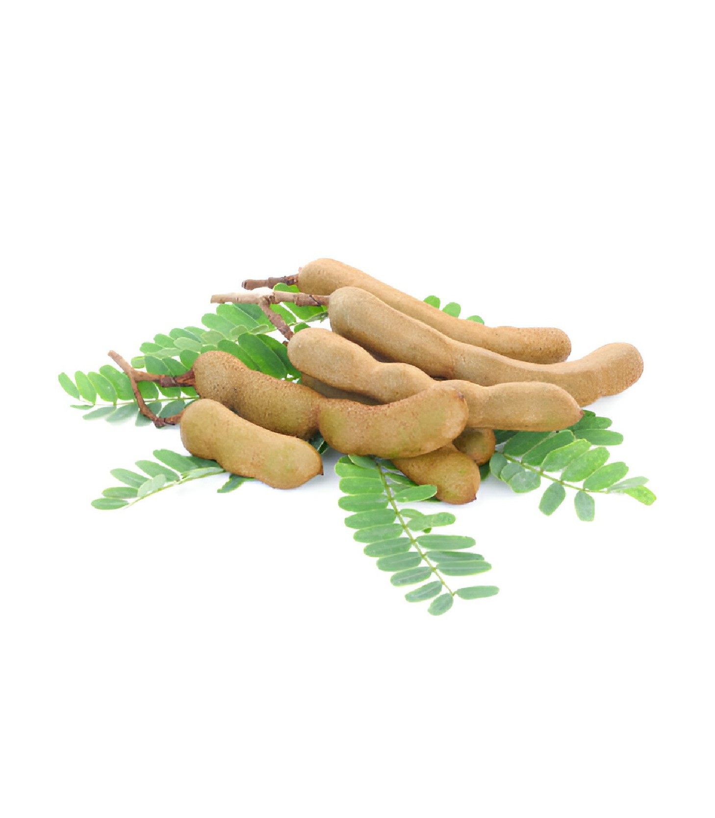 Tamarind - Tetul (1)